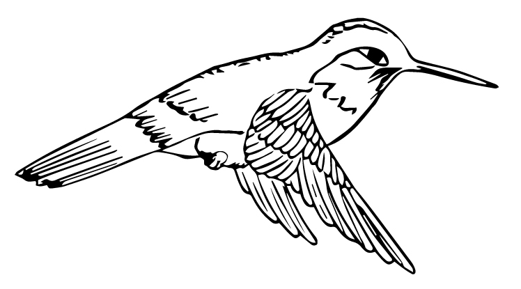 Hummingbird Sticker 2