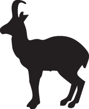 Antelope Sticker