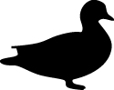 Duck Sticker 20