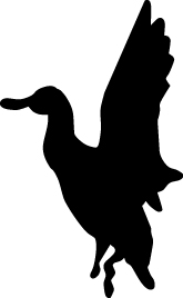 Duck Sticker 35