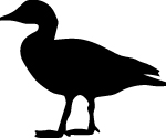 Duck Flying Sticker 6