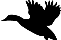 Duck Flying Sticker 9