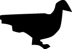 3 Ducks Flying Sticker 3