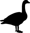 Duck Sticker 97