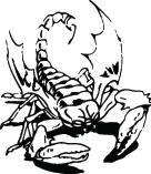 Scorpion Sticker 26
