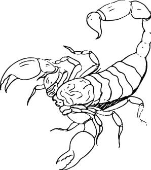 Scorpion Sticker 52