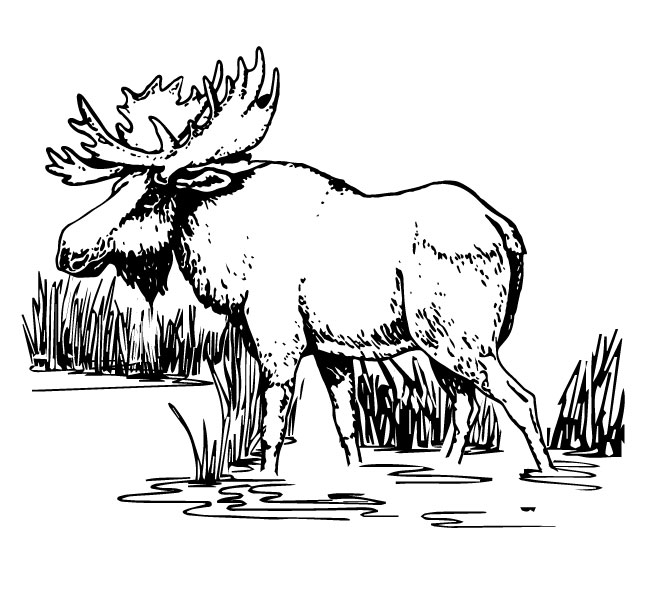 Moose in Water Sticker