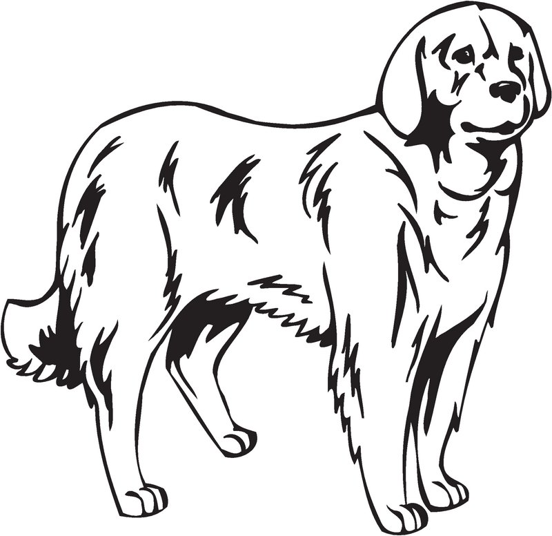 Akbash Dog Sticker