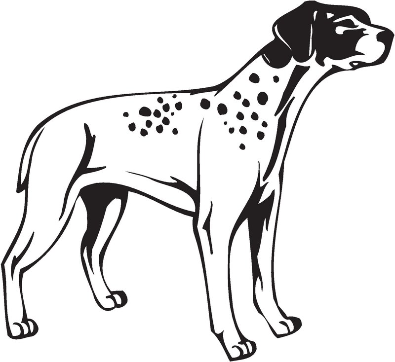 Braque Francais Dog Sticker