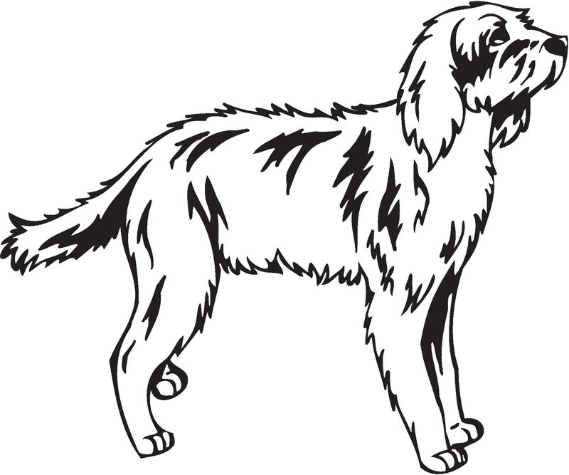 Briquet Griffon Vendeer Dog Sticker