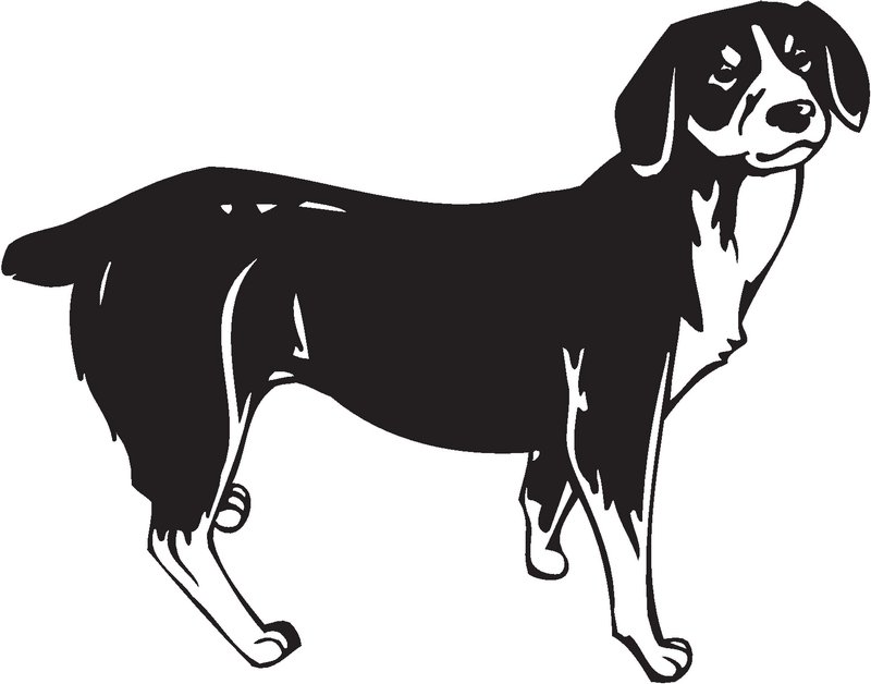 Entlebucher Mountain Dog Sticker
