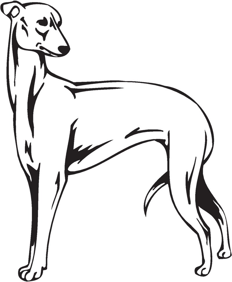 Greyhound Dog Sticker