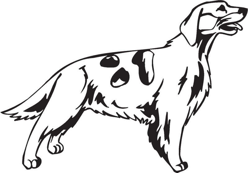 Irish Red and White Setter Dog Sticker