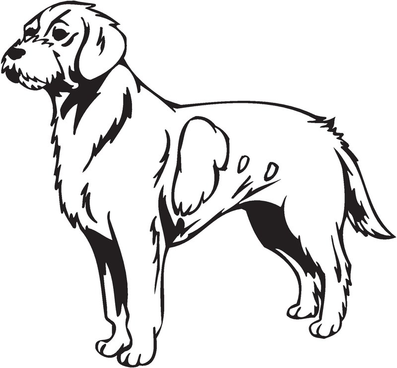 Istrian Coarse-haired Hound Dog Sticker