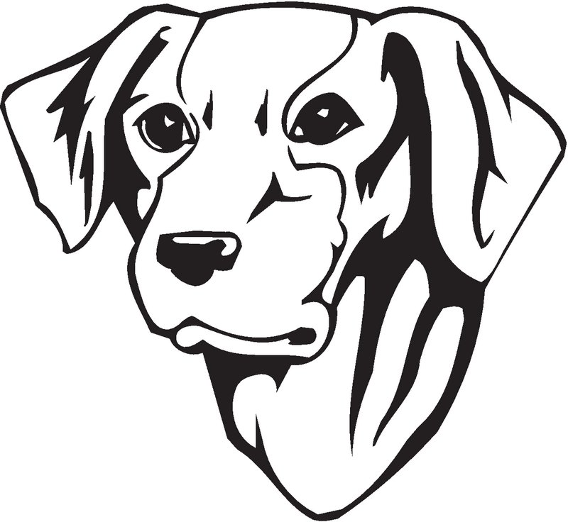Old Croatian Sighthound Dog Sticker