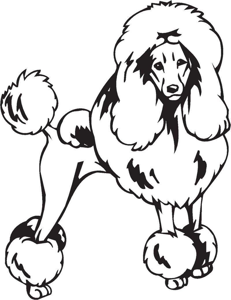 Poodle Dog Sticker