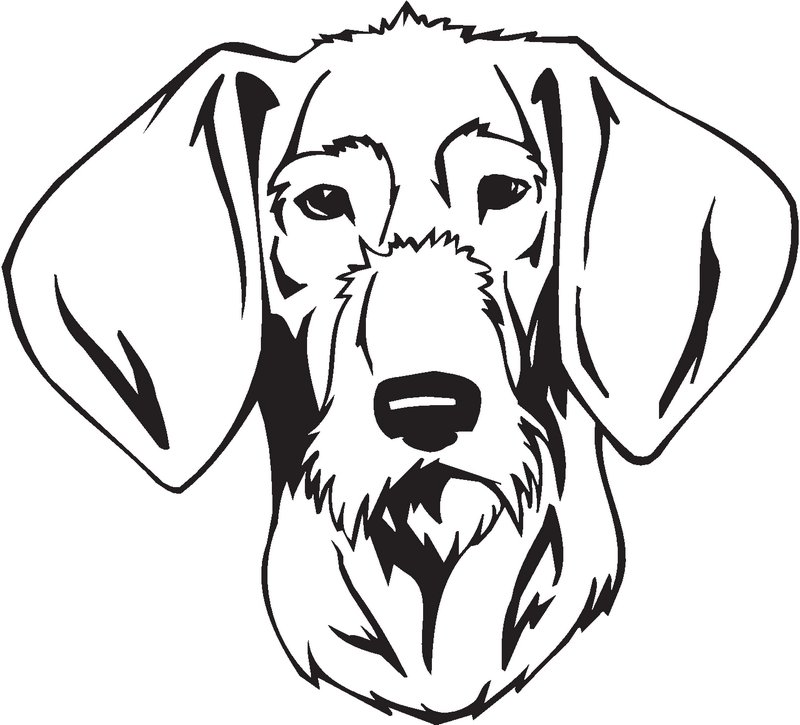 Slovakian Rough-haired Pointer Dog Sticker