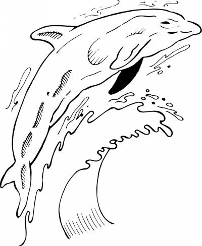 Dolphin Sticker 15