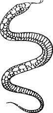 Snake Sticker 247