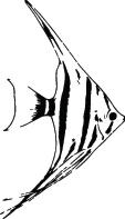 Fish Sticker 220
