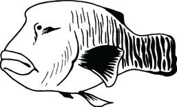 Fish Sticker 351
