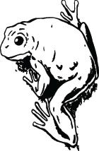 Frog Sticker 19