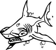 Shark Sticker 4