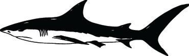 Shark Sticker 46