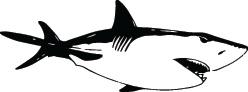 Shark Sticker 261