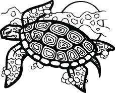 Turtle Sticker 16