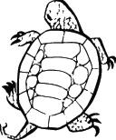 Turtle Sticker 23