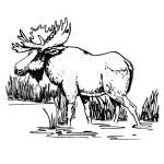 Moose in Water Sticker