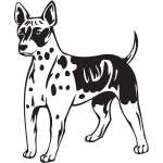 American Hairless Terrier Dog Sticker