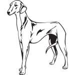 Azawakh Dog Sticker
