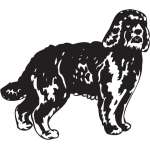 Barbet Dog Sticker