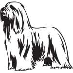 Bearded Collie Dog Sticker