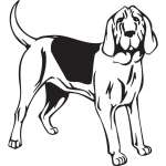 Bloodhound Dog Sticker