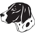 Braque d'Auvergne Dog Sticker