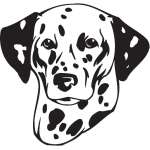 Dalmation Dog Sticker