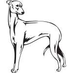 Greyhound Dog Sticker