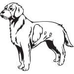 Istrian Coarse-haired Hound Dog Sticker