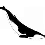 Dolphin Sticker 157