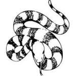 Snake Sticker 41