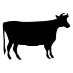 Cow 8 Sticker