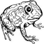 Frog Sticker 30
