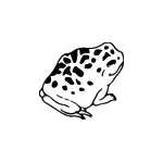 Frog Sticker 56