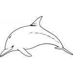 Dolphin Sticker 248