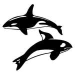 Killer Whales Sticker