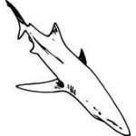 Shark Sticker 73