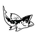 Shark Sticker 143